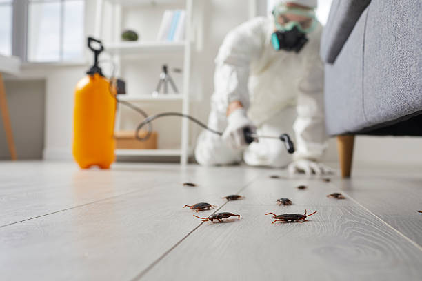 Commercial Kitchen Cockroach Control in Morse
